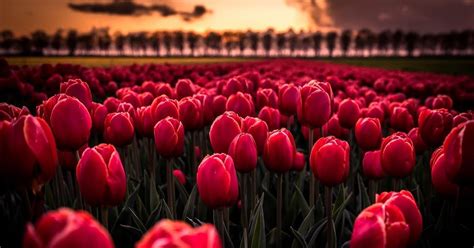 18 Red Tulip Android Wallpaper- Tulip Wallpapers Top Free Tulip Backgrounds Wallpaperaccess Hd ...