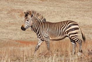 Cape Mountain Zebra | Western Cape Government