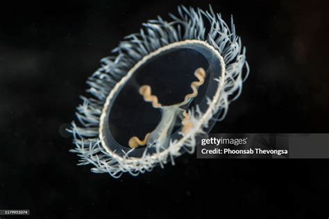 Freshwater Jellyfish That Habitat In Mekong River In Vientiane Laos High-Res Stock Photo - Getty ...