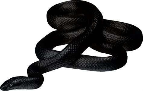 Snake PNG Images Transparent Background | PNG Play