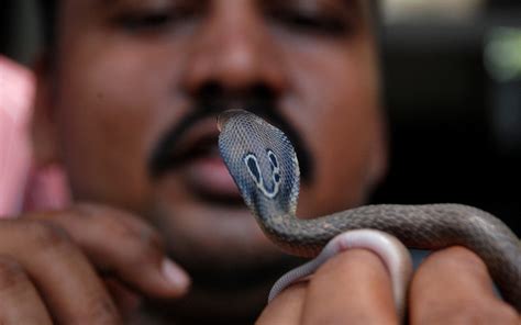 Snake Bites Man, Man Bites Wife So They Can Die Together, Wife Survives - Newsweek