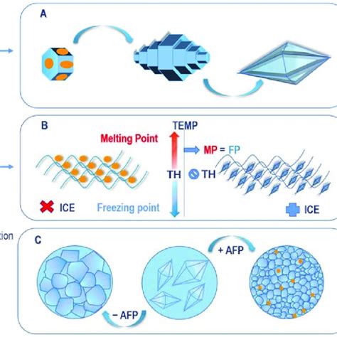 (PDF) Antifreeze Proteins: Novel Applications and Navigation towards Their Clinical Application ...