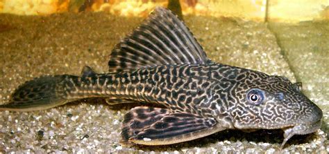 Pleco for sale in UK | 54 used Plecos