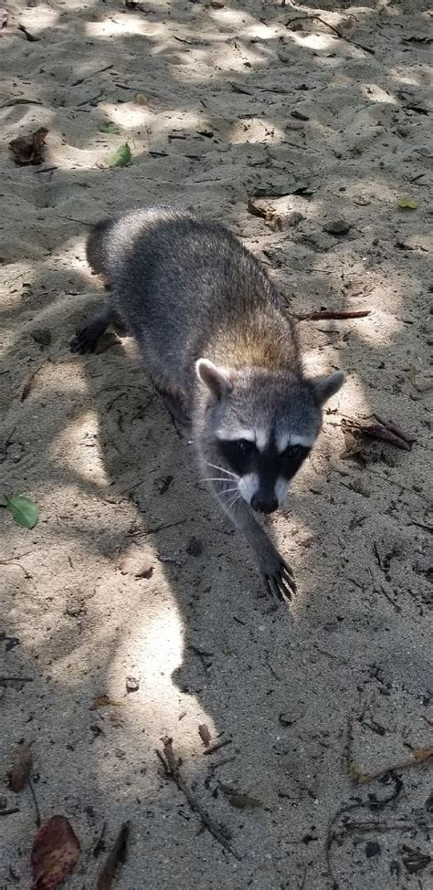 Cahuita National Park - All You Need to Know BEFORE You Go - Updated 2019 (Costa Rica ...