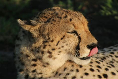 Cheetah in Close Up Photography · Free Stock Photo