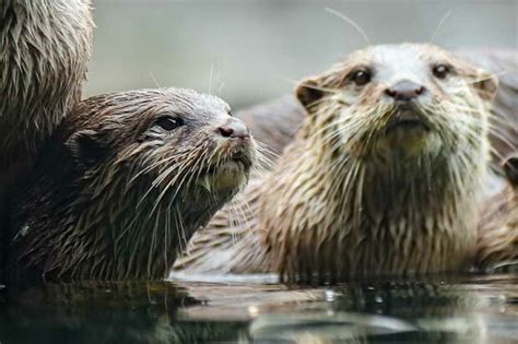 18 Otter Facts From the Playful to Slightly Bizarre