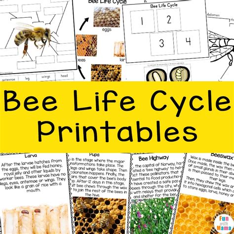 Bee Life Cycle Worksheets In Bee Life Cycle Bee | SexiezPicz Web Porn