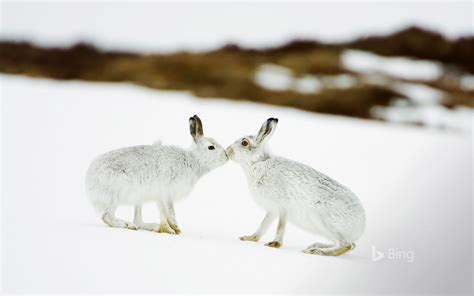 mammal, togetherness, animal themes, white color, bird, bing, animal ...