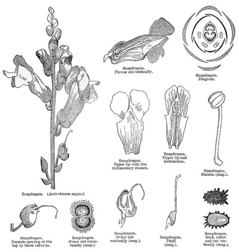 Scrophulariaceae - Alchetron, The Free Social Encyclopedia