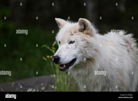 Arctic Wolf Pup Stock Photos & Arctic Wolf Pup Stock Images - Alamy