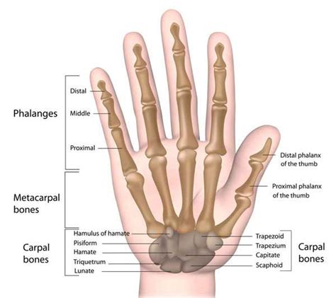 Thumb Sprain - Symptoms, Causes, Treatment & Taping