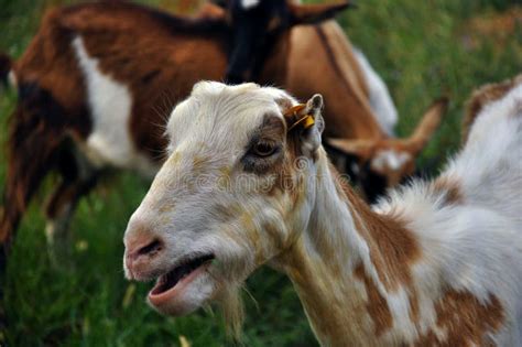 Herd of goats stock image. Image of look, goating, cattle - 62071863