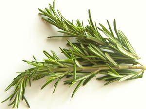 Rosemary Plant Benefits, Uses and Advantages