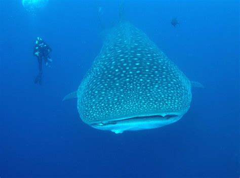 Best Destinations for Whale Shark Diving - Fly & Sea Dive Adventures