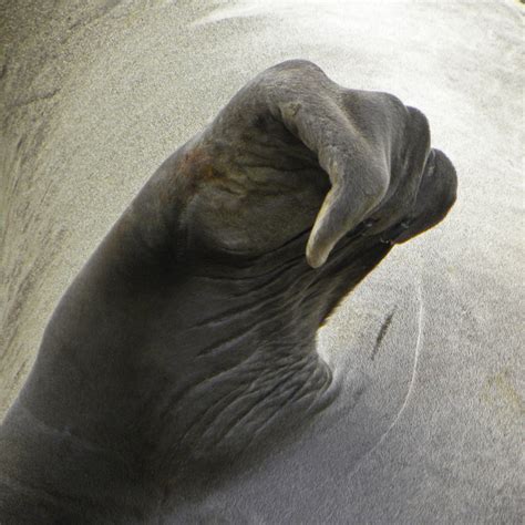 Elephant Seal Flipper – #1 – Viewpoint Photographic Art Center