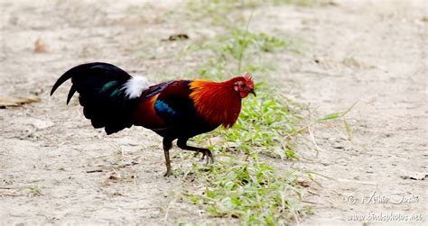 Red Junglefowl