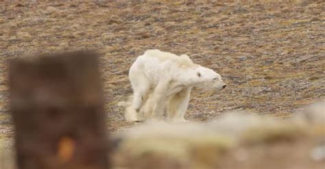 Heartbreaking video on starving polar bear provokes debate on climate ...