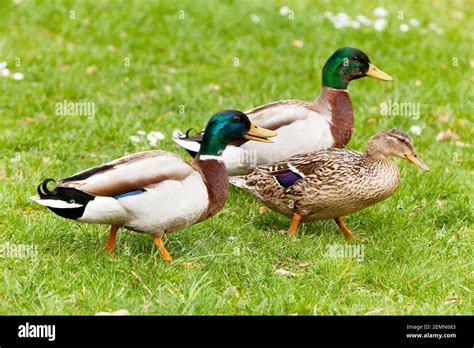 Female Mallard duck and two male courtship Anas platyrhynchos, Males chase female Stock Photo ...