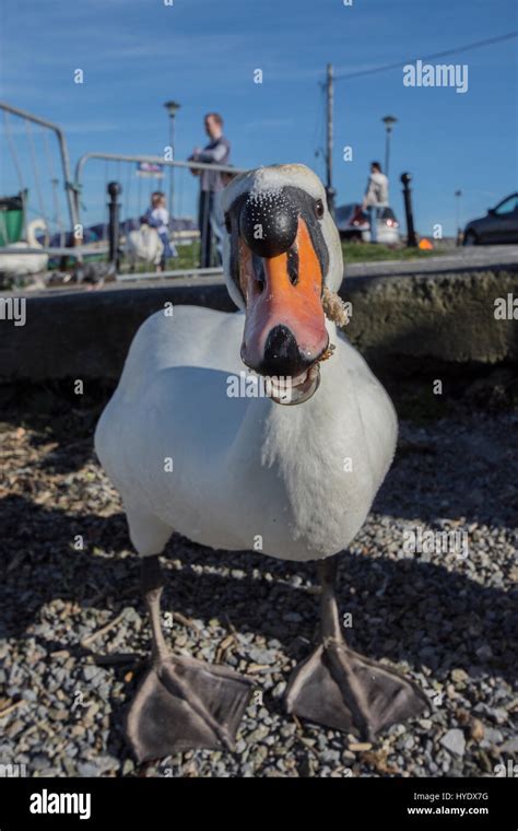 Funny Swan Picture/Photo Stock Photo - Alamy