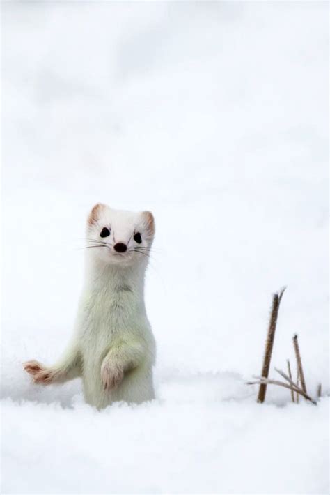 winter stoat in snow | Cute ferrets, Animals beautiful, Cute animals