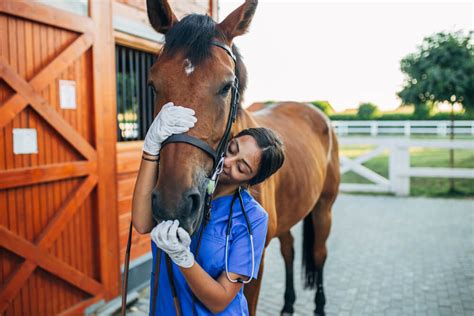 How To Become A Horse Vet - Creativeconversation4