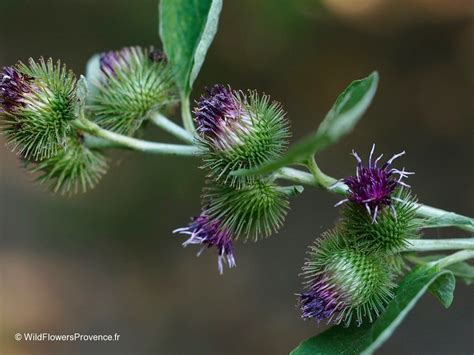 Arctium lappa - wild in Provence