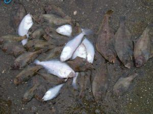 Pacific Sanddab - Pier Fishing in California