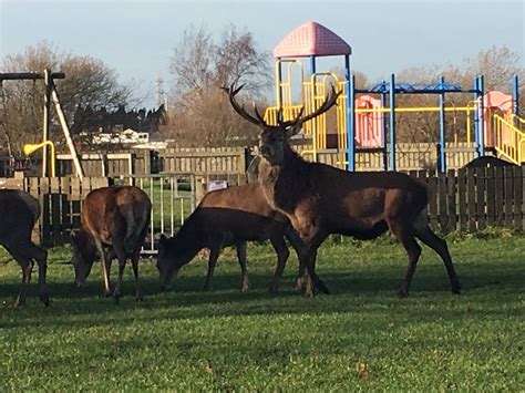 The Stag is enjoying the winter... - Chasewater Country Park