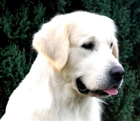 English Creme Golden Retriever Rescue