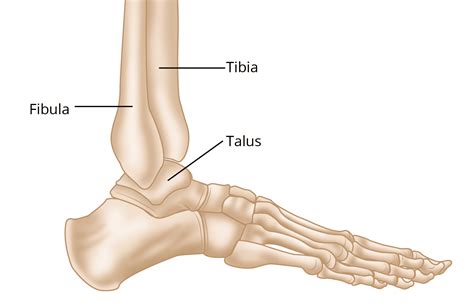 Tibia And Fibula Ligaments