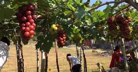 Grape picking in Bauang, La Union