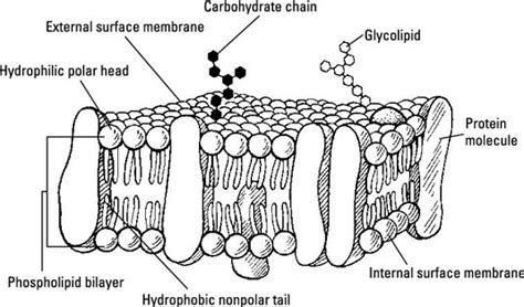 The Structure Of Biological Membranes Second Edition Download | I Am ...