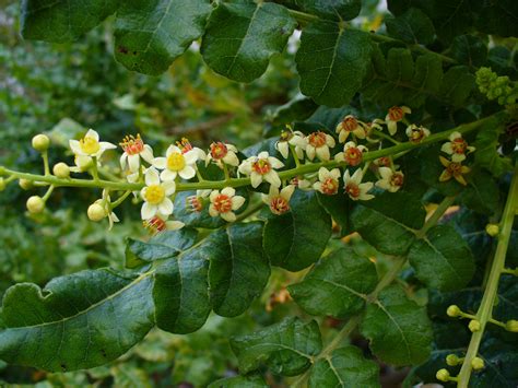 Frankincense Oil for Psoriasis | A Holistic Approach - The Miracle of ...