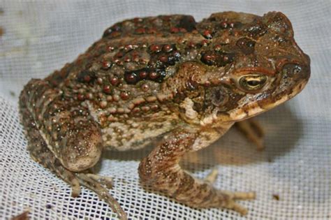 Cannibalistic Cane Toads May Hold the Secrets of Biological Evolution ...