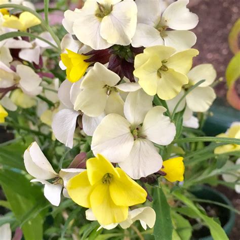 Erysimum mutabile 'Lemon Delicious' (Wallflower) | Yellow House ...