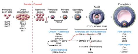 JCI - The ovary: basic biology and clinical implications