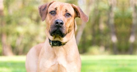 10 Popular Rhodesian Ridgeback Mixes (w/ Pictures) | Puplore