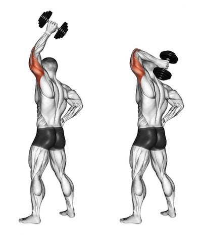 Exercise Database (Triceps8) - Standing One Arm Overhead Dumbbell Triceps Extensions — Jase ...