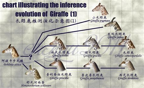 Giraffes and their necks | Plants, People … and the World