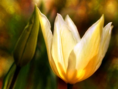 Blossom Flower Garden Tulip Free Stock Photo - Public Domain Pictures