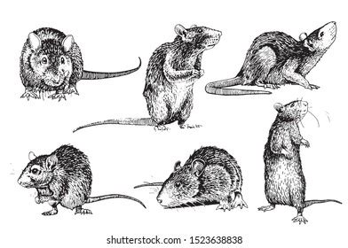 Rat Drawing Royalty-Free Images, Stock Photos & Pictures | Shutterstock