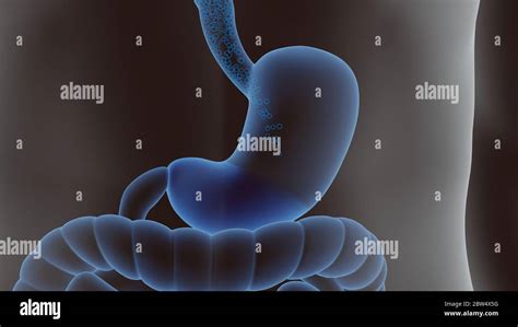 3d illustration of the human digestive system. stomach and guts Stock Photo - Alamy