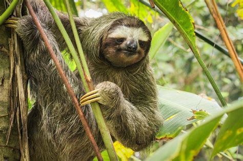 Le paresseux à gorge brune | Le Big Trip | Sloth, Cute animals, Animals