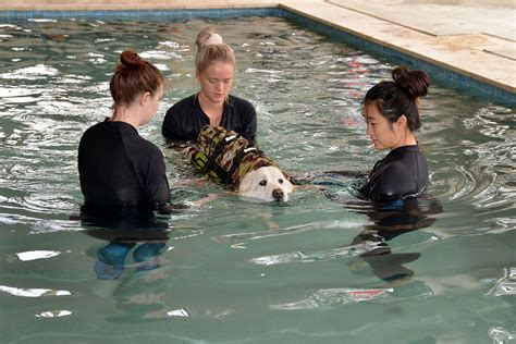 K9 SWiM Hydrotherapy & Wellness Centre Opens | Australian Dog Lover