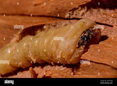 Wood borer Beetle Larvae Stock Photo - Alamy