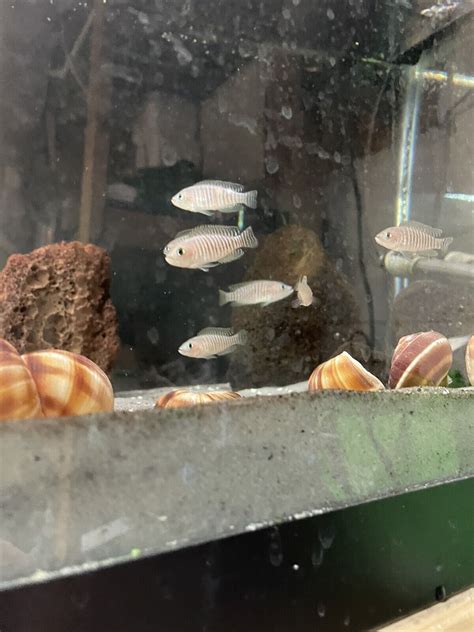 Neolamprologus multifasciatus shell dwelling cichlids 5 Pack Breeding ...