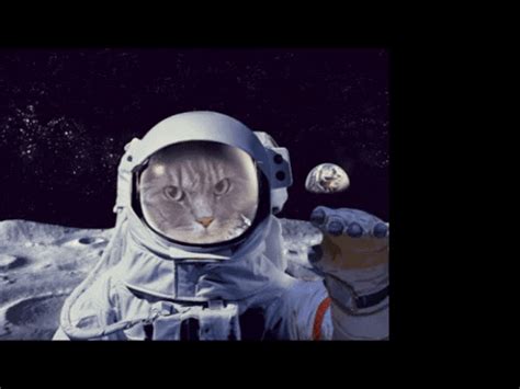 Astronaut Cat In Space GIF by Hacker Noon - Find & Share on GIPHY