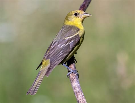 Western Tanager | San Diego Bird Spot