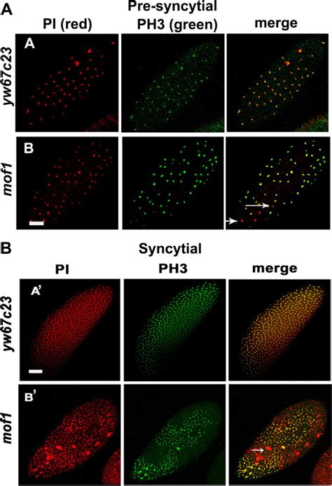 Mitotic asynchrony in mof1 heterozygotes. Early embryos from 0–2 h were... | Download Scientific ...