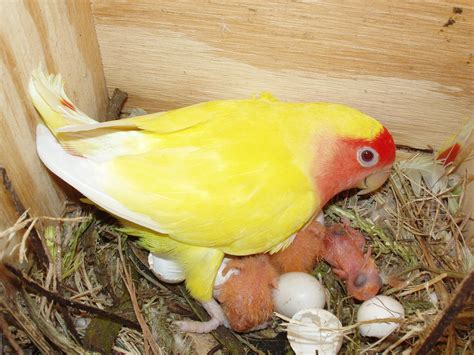 File:Newly hatched Agapornis roseicollis in nest -4.jpg - Wikimedia Commons